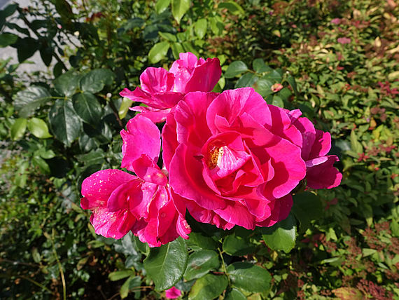 Strauchrose 'Mein schöner Garten' ® (2)